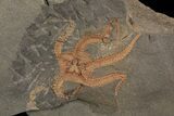 Ordovician Brittle Star & Carpoid Fossil Association - Morocco #80319-2